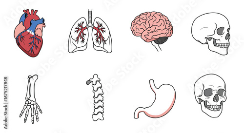 Human body parts and organs in medical illustrations