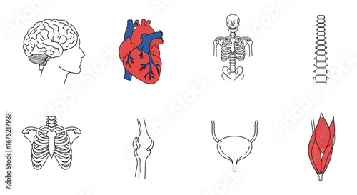 Human body anatomy illustrations of brain heart skeleton and muscles