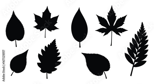 Collection of various leaf silhouettes on a white background