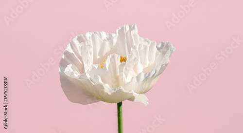 Single white poppy flower with crinkled petals against a pink background