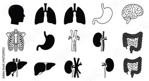 Human body organs and systems illustrations in black and white