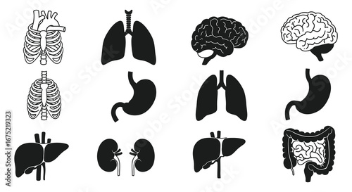 Human organs and skeletal system illustrations in various views and styles