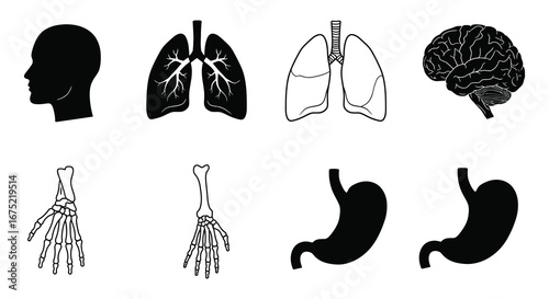 Human body organs and skeletal system illustrations in black and white