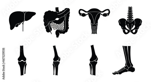 Human body organ and skeletal system illustrations