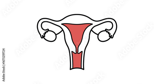 Female reproductive system anatomy with uterus and ovaries