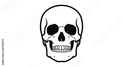 A black and white illustration of a human skull