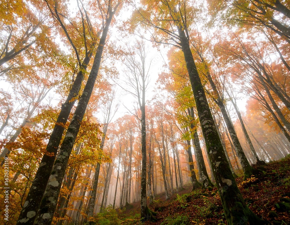 Fototapeta premium Autumn Forest Canopy View (4)