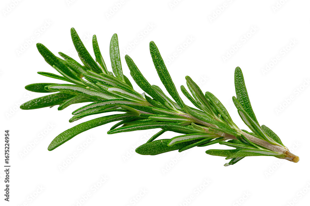 Fototapeta premium rosemary sprig isolated on white background Mediterranean herb