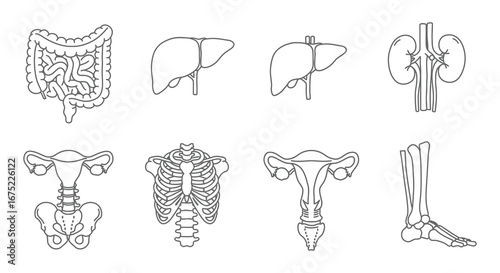 Human body organs and skeletal system illustrations