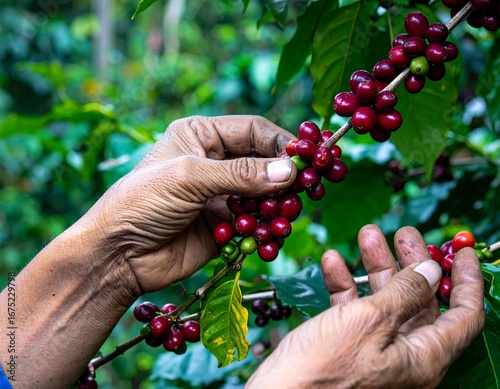 close up of farmer's hands picking coffee beans