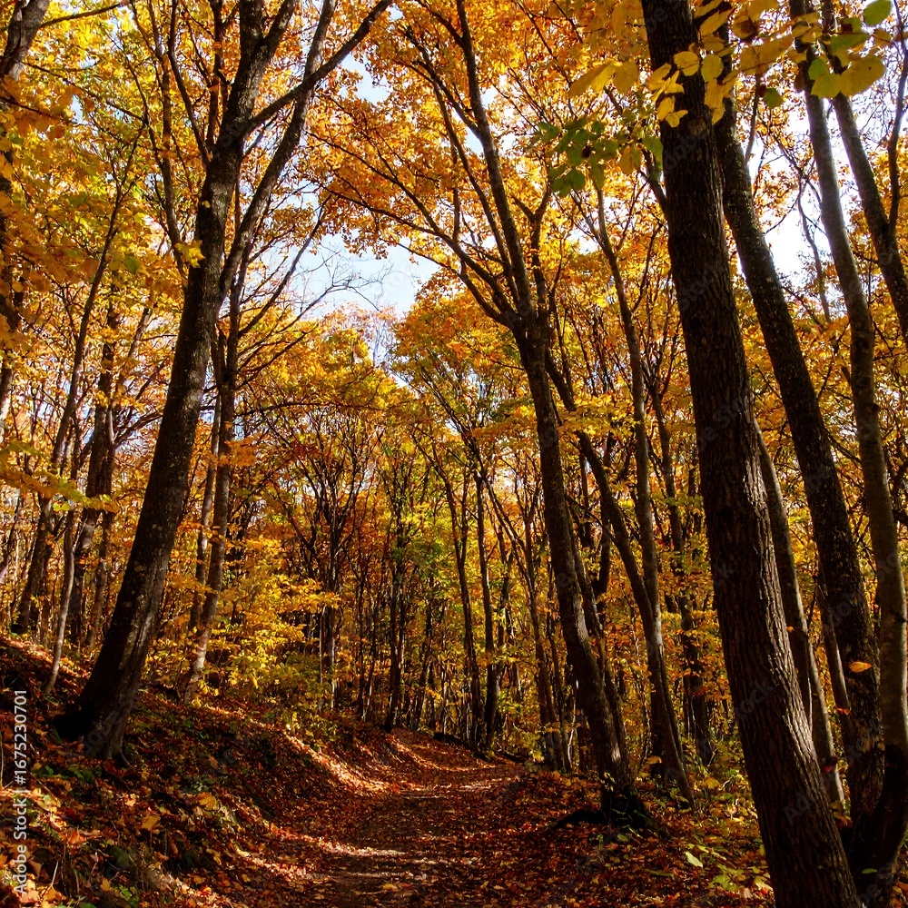 Fototapeta premium Autumn Forest Path (2)