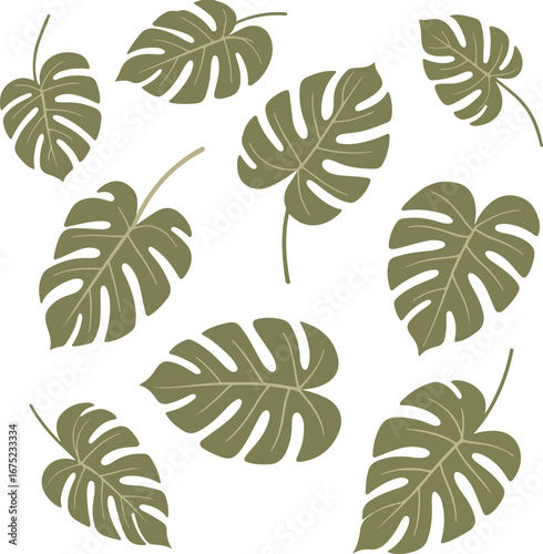Olive-green monstera deliciosa leaves scattered on a white background, forming a decorative pattern.
