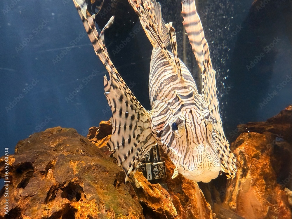 Obraz premium 綺麗なミノカサゴ