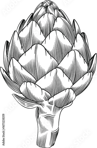 Dragon flower hand drawning on white background
