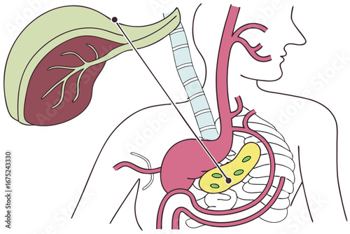Anatomical illustration of human digestive and respiratory systems anatomy human body