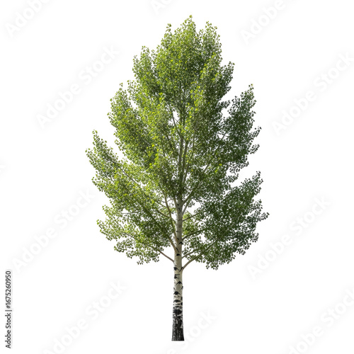 young poplar tree vibrant spring foliage, detailed trunk, lush canopy