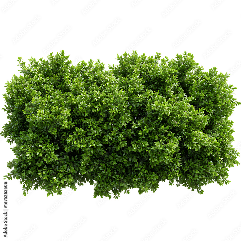 Fototapeta premium Lush green bush isolated on transparent background