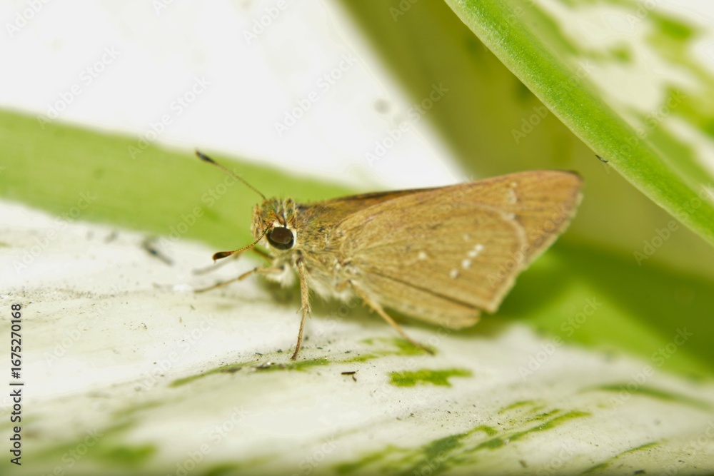 Obraz premium Brown Butterfly Skipper on Green Leaf Macro