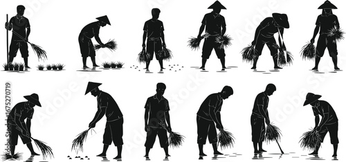 Silhouettes of farmers harvesting rice, traditional Asian hats, rural agriculture, farming activity, manual labor, rice fields, harvesting crops, countryside work, agriculture lifestyle.