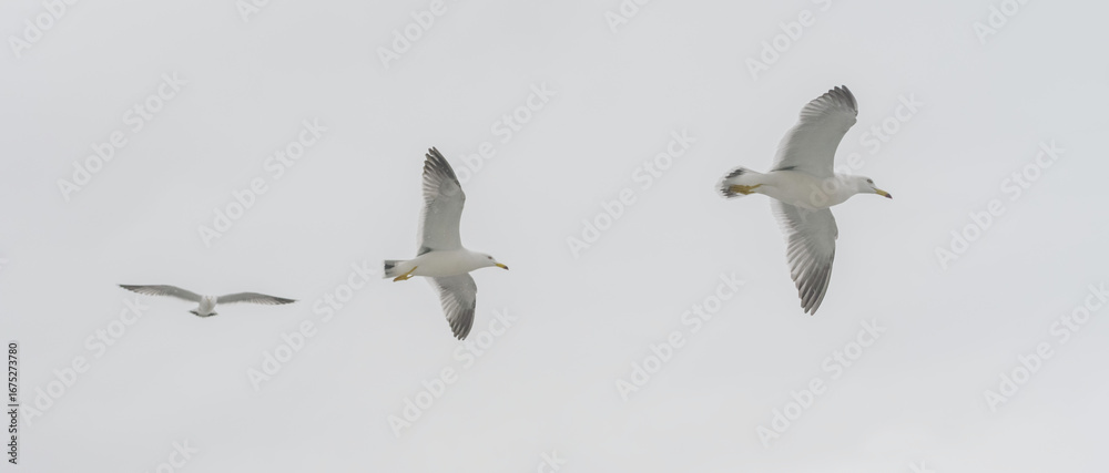 Fototapeta premium Seagulls in flight against a cloudy sky.