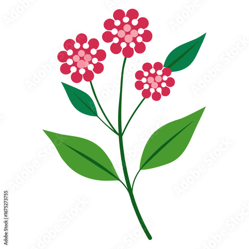 valeriana officinalis flower realistic vector on white background