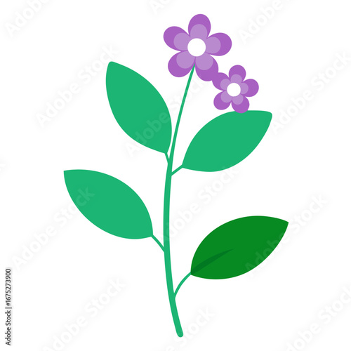 verbena santos vector on white background