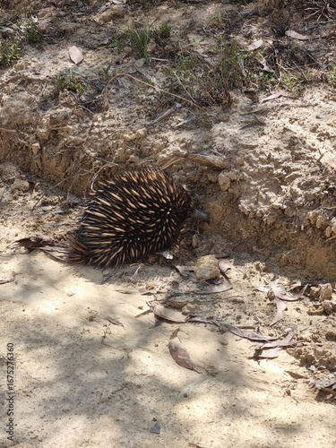 Echidna on Gravel Roadside in Blue Mountains, Australia