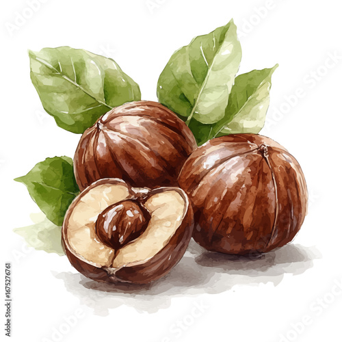 watercolor vector of Roasted Chestnuts, isolated on a white background.