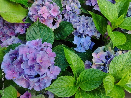  delicate lilac hydrangea flowers in the garden 