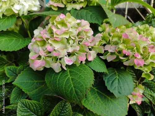 delicate pink  hydrangea flowers