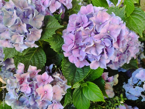 purple  hydrangea flowers in close-up. blooming garden