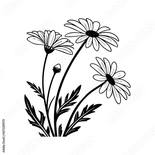 Black and White Daisy Flowers with Leaves and Bud Illustration