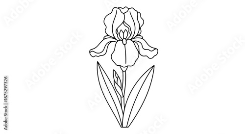 Single iris flower with transparent background