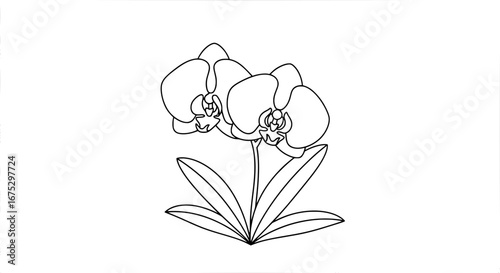 Orchid flower with transparent background