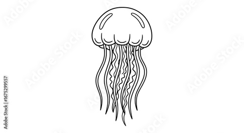 Jellyfish with transparent background
