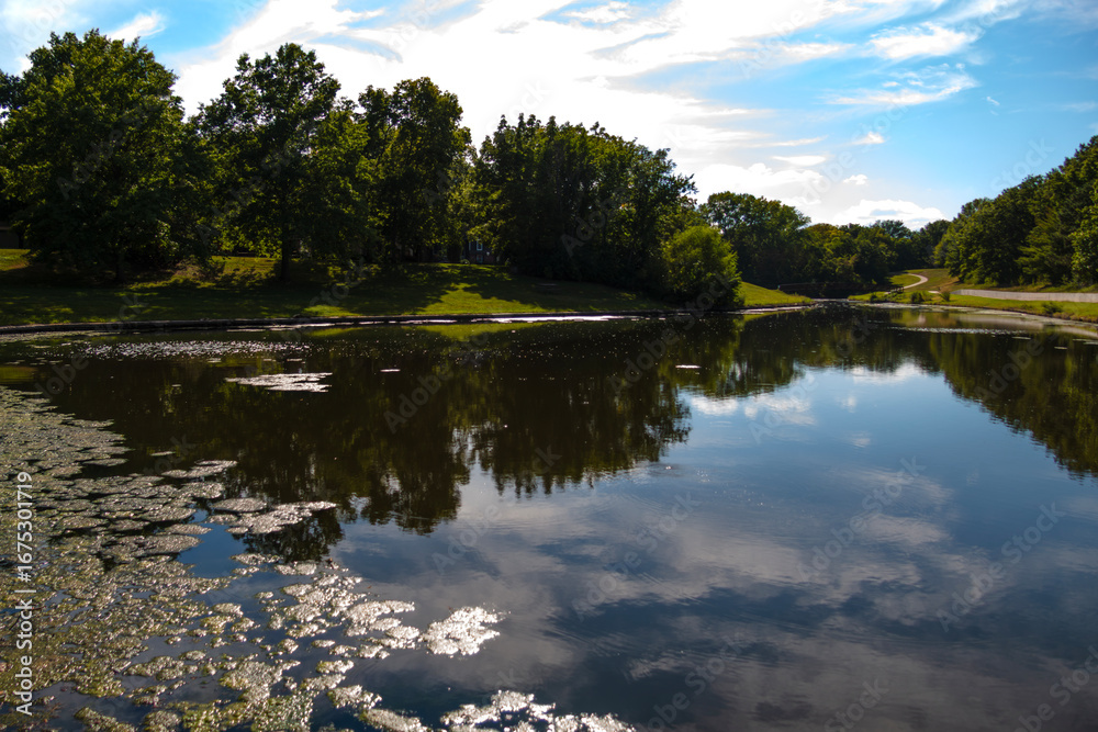 Fototapeta premium Pond with Tree and Cloud Reflections and Algae Foreground