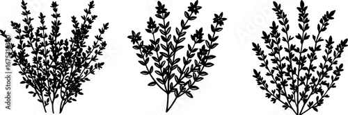 Rosemary set, Set of rosemary, rosemary collection, Vector of rosemary, rosemary plant silhouette, rosemary tree isolated on white background