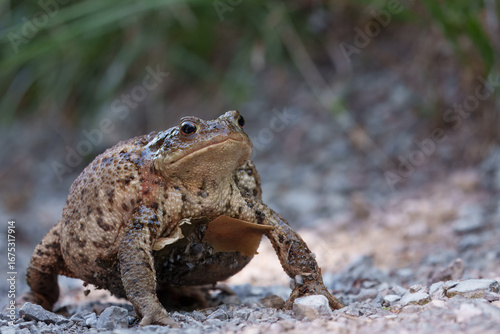 Fotografie common toad in a defensive stance