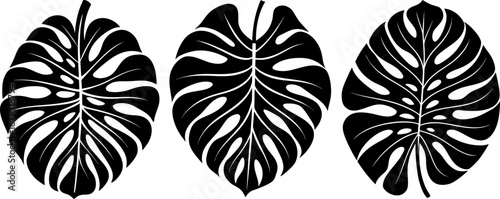 Monstera leaves set, Set of monstera leaves, monstera leaves collection, Vector of monstera leaves, monstera leaves silhouette, monstera leaves isolated on white background
