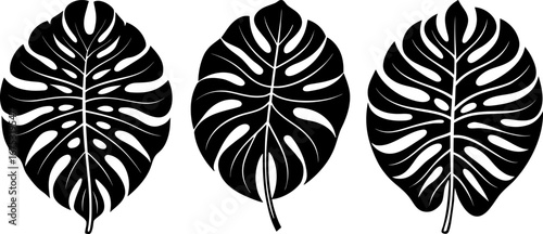 Monstera leaves set, Set of monstera leaves, monstera leaves collection, Vector of monstera leaves, monstera leaves silhouette, monstera leaves isolated on white background