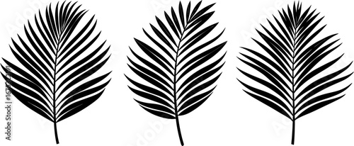 Palm tree leaves set, Set of palm leaves, palm leaves collection, Vector of palm leaves, tree leaves silhouette, palm leaves isolated on white background