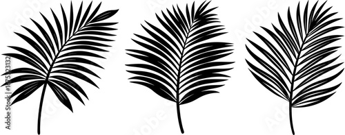 Palm tree leaves set, Set of palm leaves, palm leaves collection, Vector of palm leaves, tree leaves silhouette, palm leaves isolated on white background