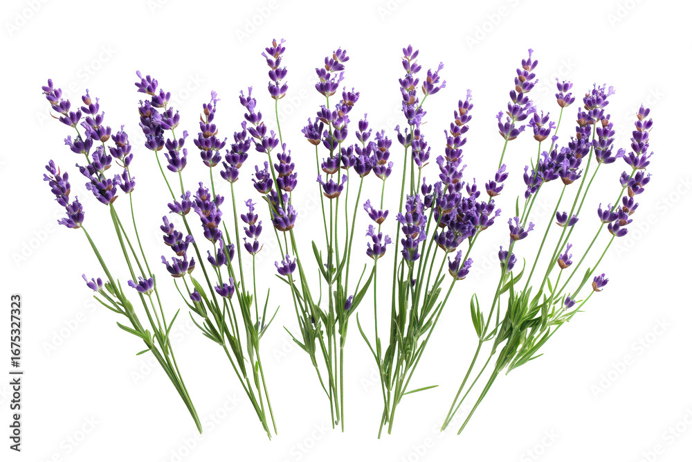 Naklejka premium Symmetrical lavender bouquet featuring slender stalks and vibrant flowers in a bright and clean setting, evoking a sense of tranquility and beauty