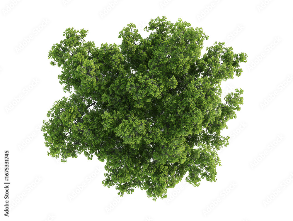 A tree with green leaves is shown on a white background A tree with green leaves is shown on a white background