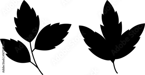 Different leaf set, Set of leaves, flower leaf collection, Vector of leaf, leaf silhouette, leaf isolated on white background