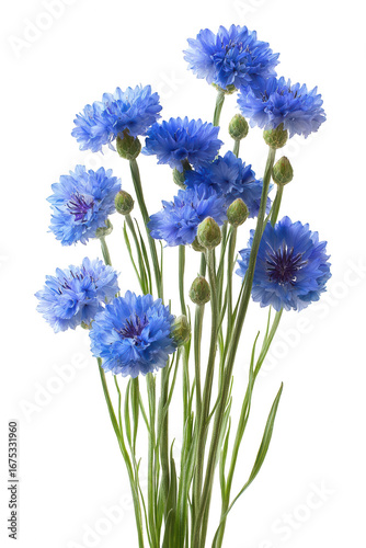 A bouquet of vibrant blue cornflowers isolated on transparent background
