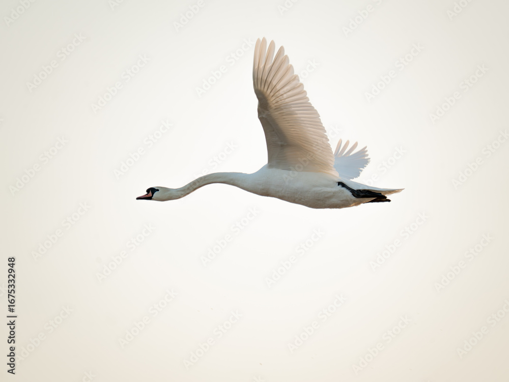 Obraz premium Łabędź