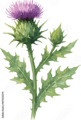 Watercolor milk thistle illustration