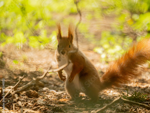Wiewiórka pospolita (Sciurus vulgaris)