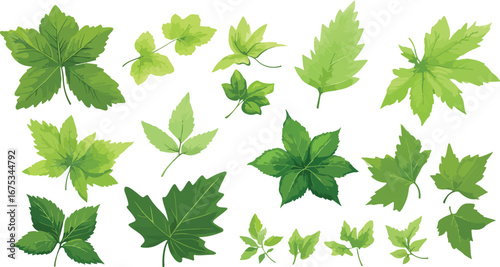 Collection of various green maple leaves and other deciduous plant foliage on a white background